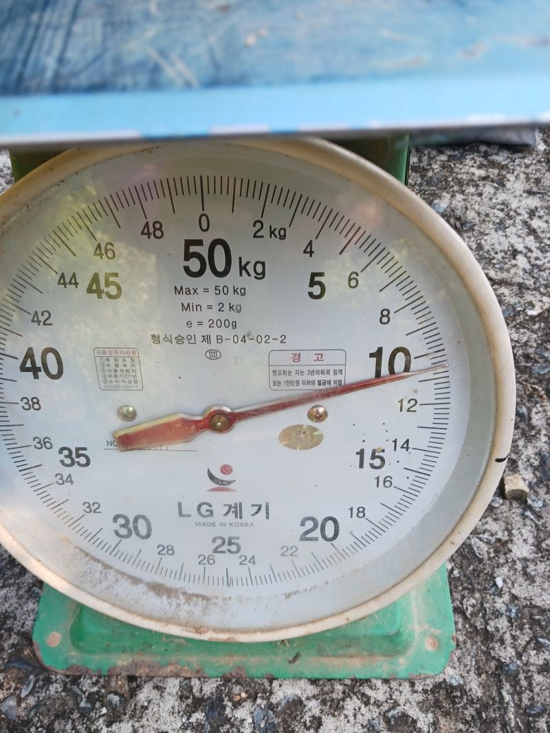 바다님의 장터 판매 상품 [비염최고 작두콩이요] 첨부 사진