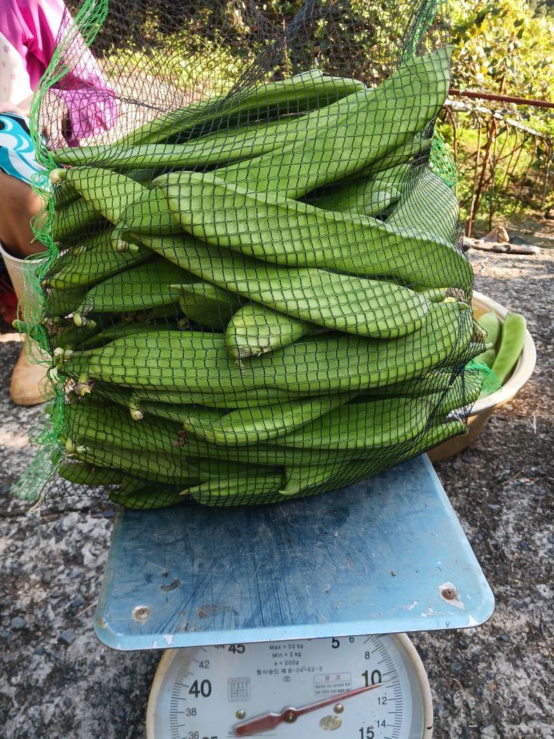 바다님의 장터 판매 상품 [비염최고 작두콩이요] 첨부 사진