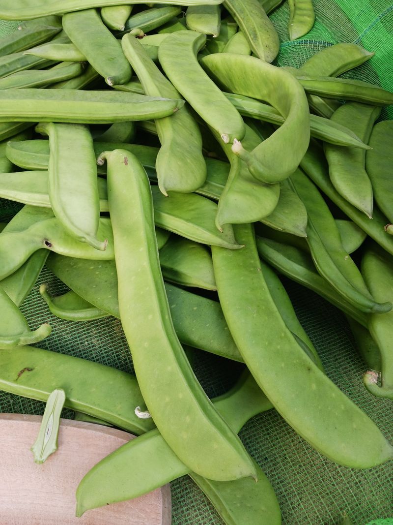 바다님의 장터 판매 상품 [비염최고 작두콩이요] 첨부 사진