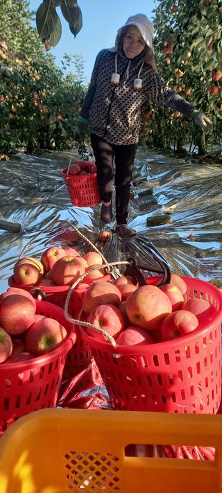 강성분님의 9월 농사계획 공유하기 · 참여글 작성글 사진