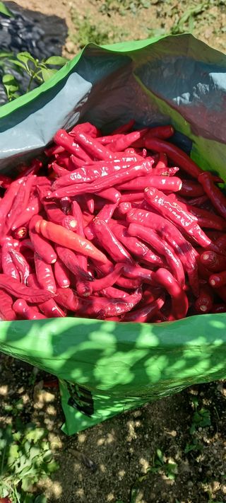 강성분님의 9월 농사계획 공유하기 · 참여글 작성글 사진