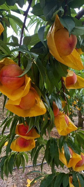 강성분님의 9월 농사계획 공유하기 · 참여글 작성글 사진