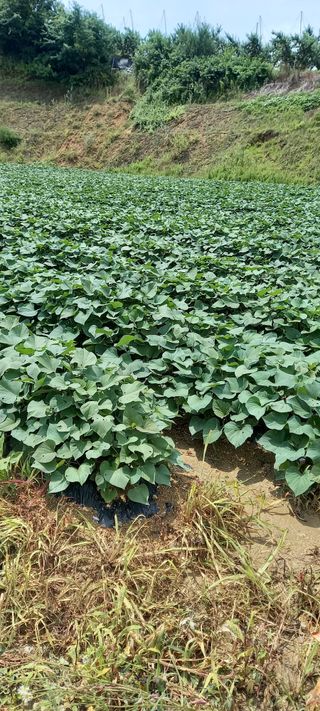 강성분님의 9월 농사계획 공유하기 · 참여글 작성글 사진