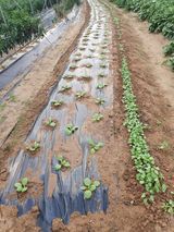 팜모닝 자유주제·자유게시판 게시글 이미지