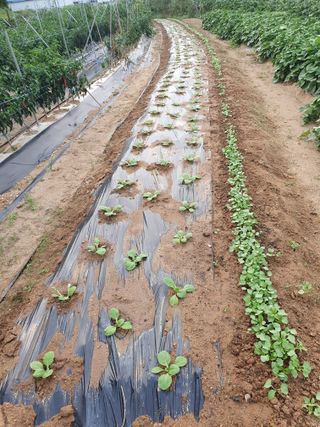 주옥님의 자유주제 · 자유게시판 작성글 사진