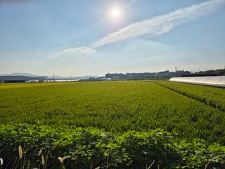 모조리내꺼다님의 벼 · 영농일지 작성글 사진