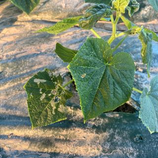 오린이님의 오이 · 병해충상담 작성글 사진