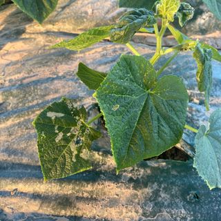 오린이님의 오이 · 병해충상담 작성글 사진