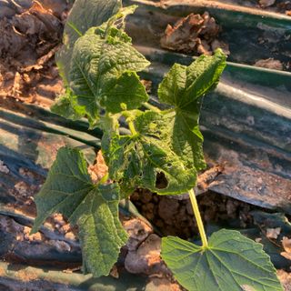 오린이님의 오이 · 병해충상담 작성글 사진