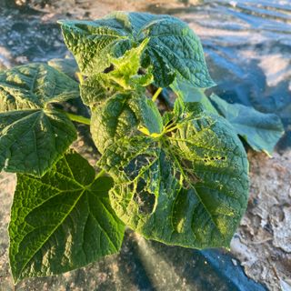 오린이님의 오이 · 병해충상담 작성글 사진