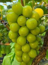 팜모닝 포도·영농일지 게시글 이미지