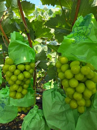 동동예행복농장님의 포도 · 영농일지 작성글 사진