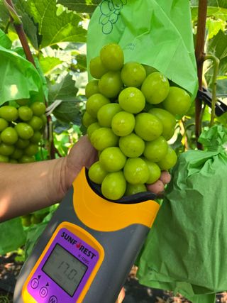 동동예행복농장님의 포도 · 영농일지 작성글 사진