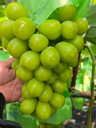 동동예행복농장님의 포도 · 영농일지 작성글 사진