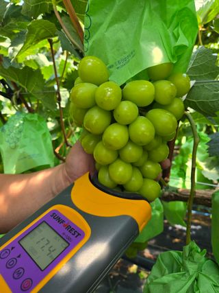 동동예행복농장님의 포도 · 영농일지 작성글 사진