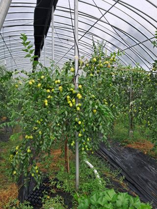 알 수 없음님의 기타작물 · 영농일지 작성글 사진