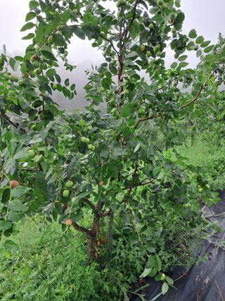 알 수 없음님의 기타작물 · 영농일지 작성글 사진