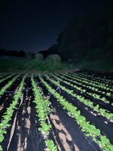 팜모닝 배추·영농일지 게시글 이미지