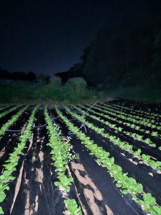 뿡뿡농장님의 배추 · 영농일지 작성글 사진
