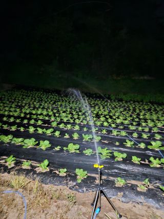 뿡뿡농장님의 배추 · 영농일지 작성글 사진