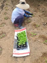 팜모닝 배추·영농일지 게시글 이미지