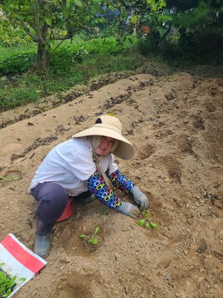 솔안농부님의 배추 · 영농일지 작성글 사진