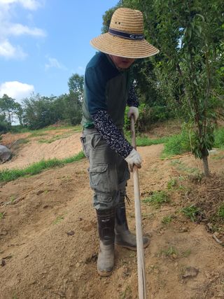 솔안농부님의 배추 · 영농일지 작성글 사진