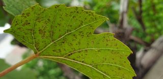 Mk0328님의 기타작물 · 병해충상담 작성글 사진