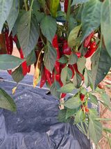 팜모닝 자유주제·자유게시판 게시글 이미지