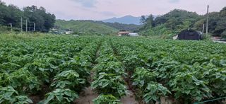 심 영훈님의 파 · 영농일지 작성글 사진