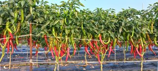 손중호 님의 고추 · 영농일지 작성글 사진