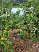 팜모닝 자유주제·자유게시판 게시글 이미지