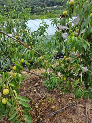 자미화님의 자유주제 · 자유게시판 작성글 사진