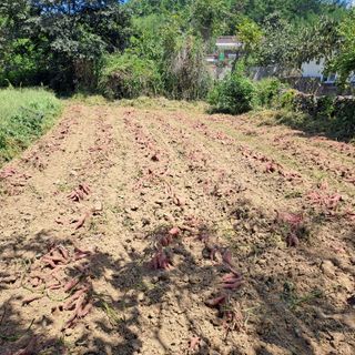 이일제님의 자유주제 · 자유게시판 작성글 사진