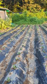 팜모닝 배추·영농일지 게시글 이미지