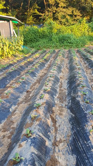 양문석520224님의 배추 · 영농일지 작성글 사진