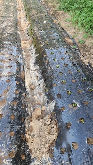 양문석520224님의 배추 · 영농일지 작성글 사진