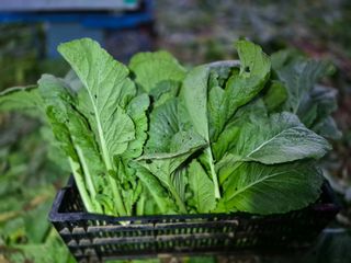 돌산갓스타님의 자유주제 · 자유게시판 작성글 사진