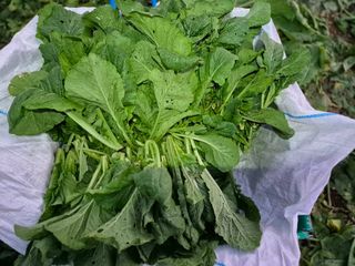 돌산갓스타님의 자유주제 · 자유게시판 작성글 사진