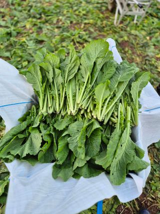 돌산갓스타님의 자유주제 · 자유게시판 작성글 사진