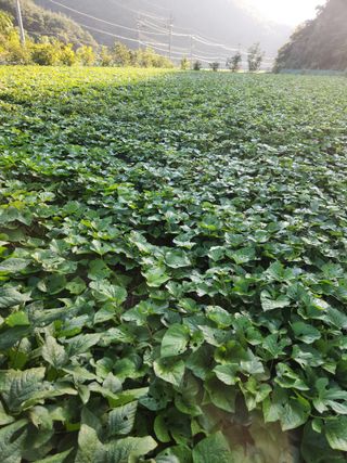 농군님의 9월 농사계획 공유하기 · 참여글 작성글 사진