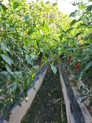 농군님의 9월 농사계획 공유하기 · 참여글 작성글 사진