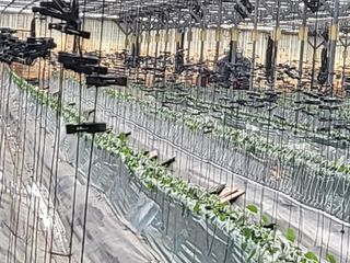 문영숙님의 오이 · 영농일지 작성글 사진