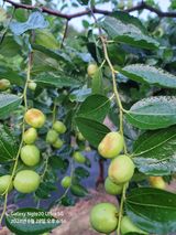 팜모닝 기타작물·병해충상담 게시글 이미지