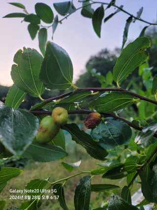 ㄱ최영근님의 기타작물 · 병해충상담 작성글 사진