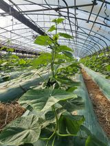 팜모닝 오이·영농일지 게시글 이미지