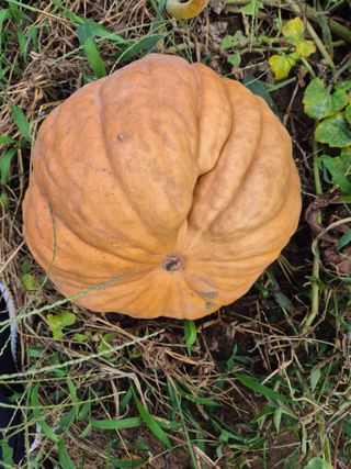 김상진님의 자유주제 · 자유게시판 작성글 사진