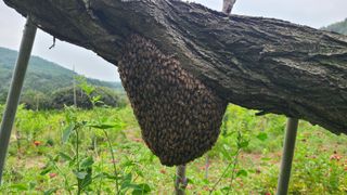 산양삼님의 자유주제 · 자유게시판 작성글 사진