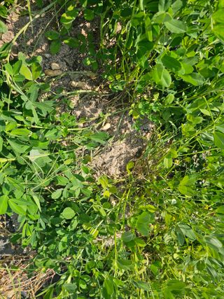 홍박사님의 기타작물 · 영농일지 작성글 사진