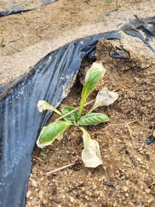 텃밭농부올빼미님의 배추 · 영농일지 작성글 사진